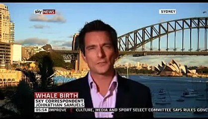 GOOD NEWS OF THE DAY: A southern right whale's given birth in a harbour!