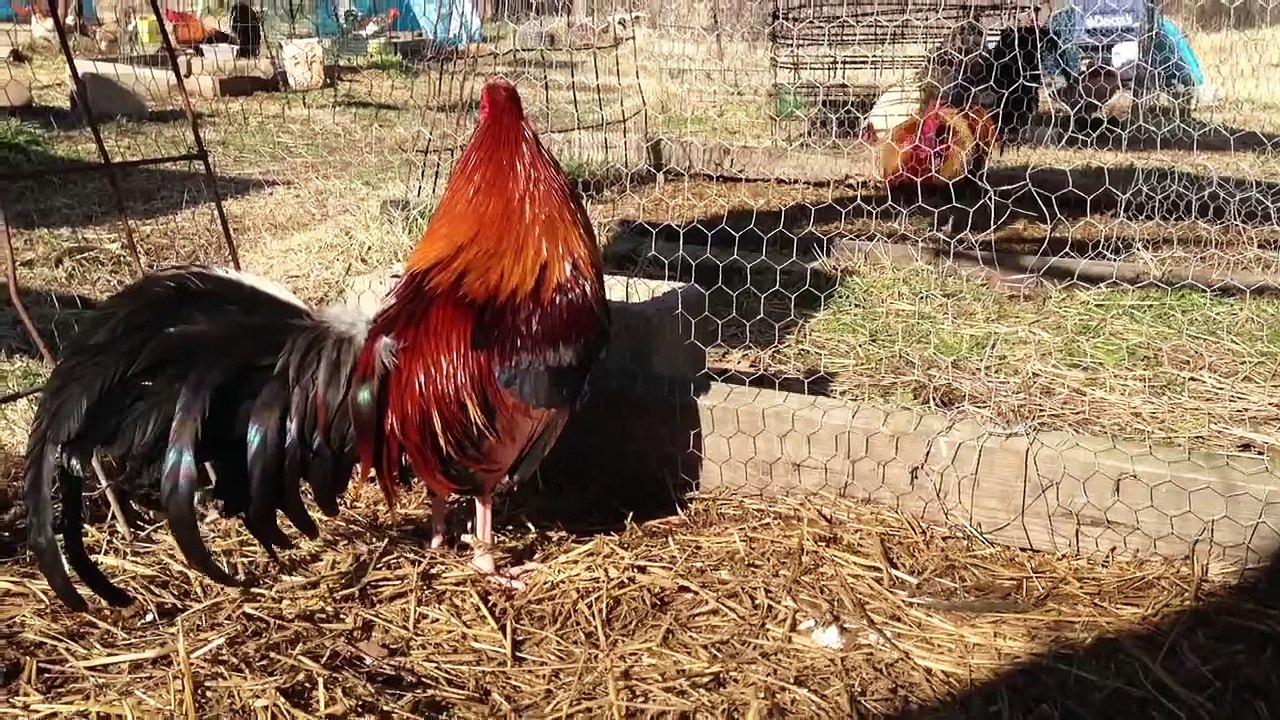 Phil Marsh Butcher (Gamefowl)