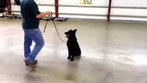 German Shepherd Black Obedience Protection Trained K9 For Sale 