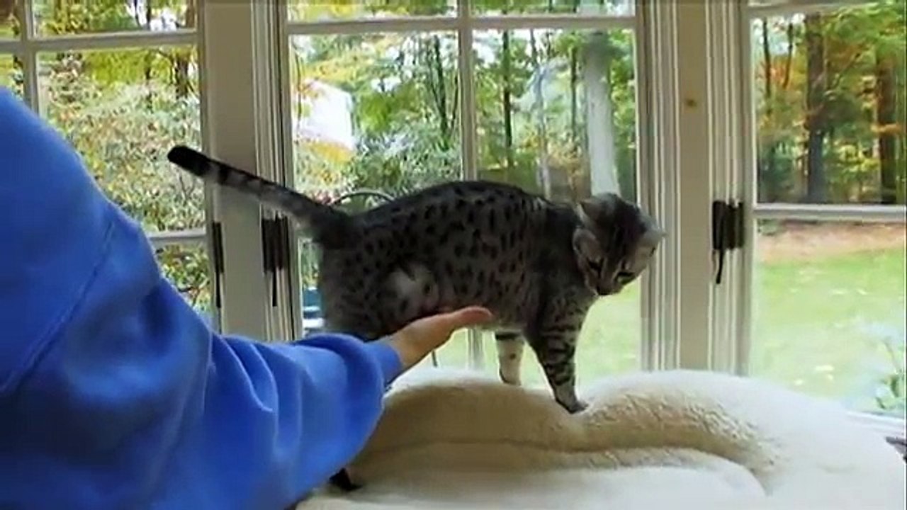 Cats 101 Animal Planet - Egyptian Mau ** High Quality **