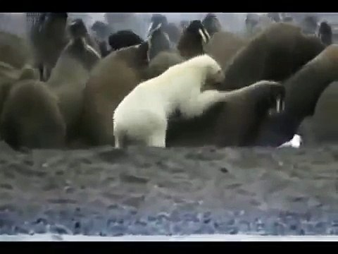 Белый медведь нападает на моржей Polar bear attack Walrus
