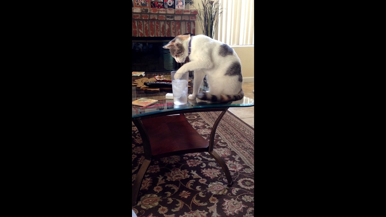 Funny Cat Verse Ice Cube!!!