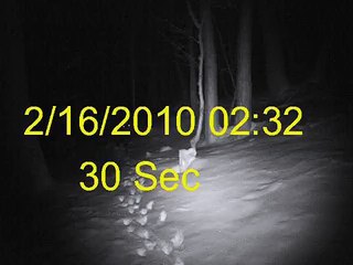 KEILER ist überrascht!    Aufnahme mit Dörr SnapShot! Mehr auf www.wildkamera.de