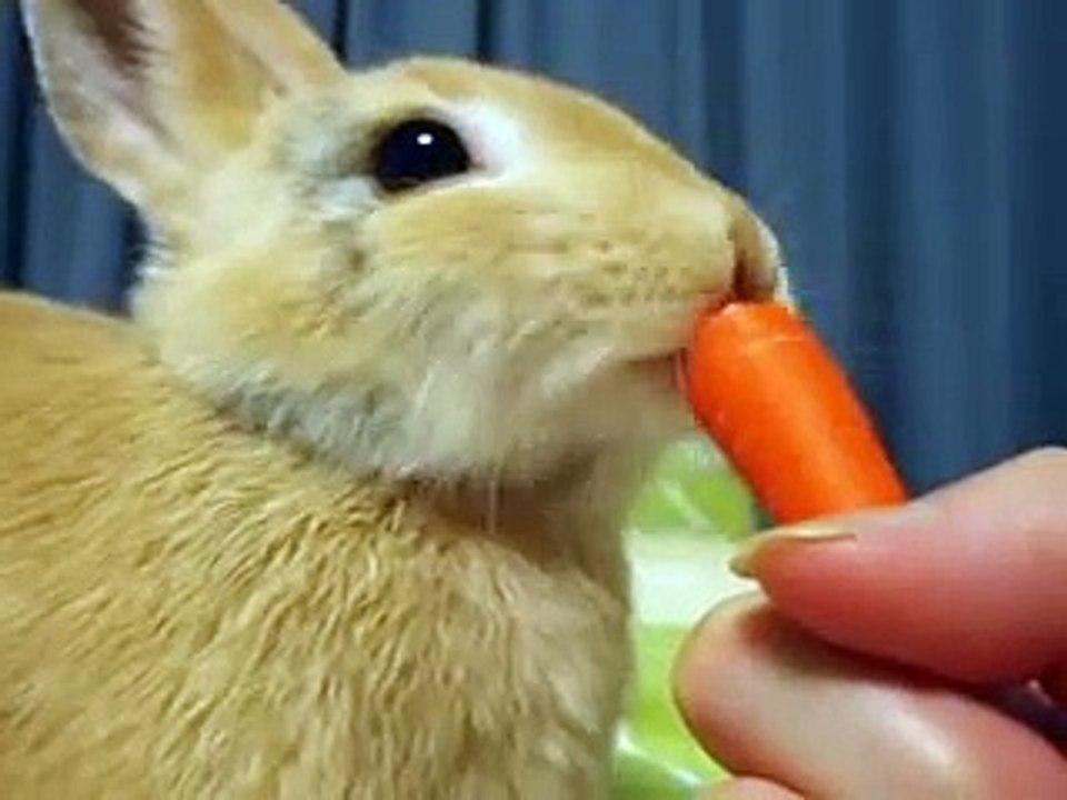 うさぎの食事