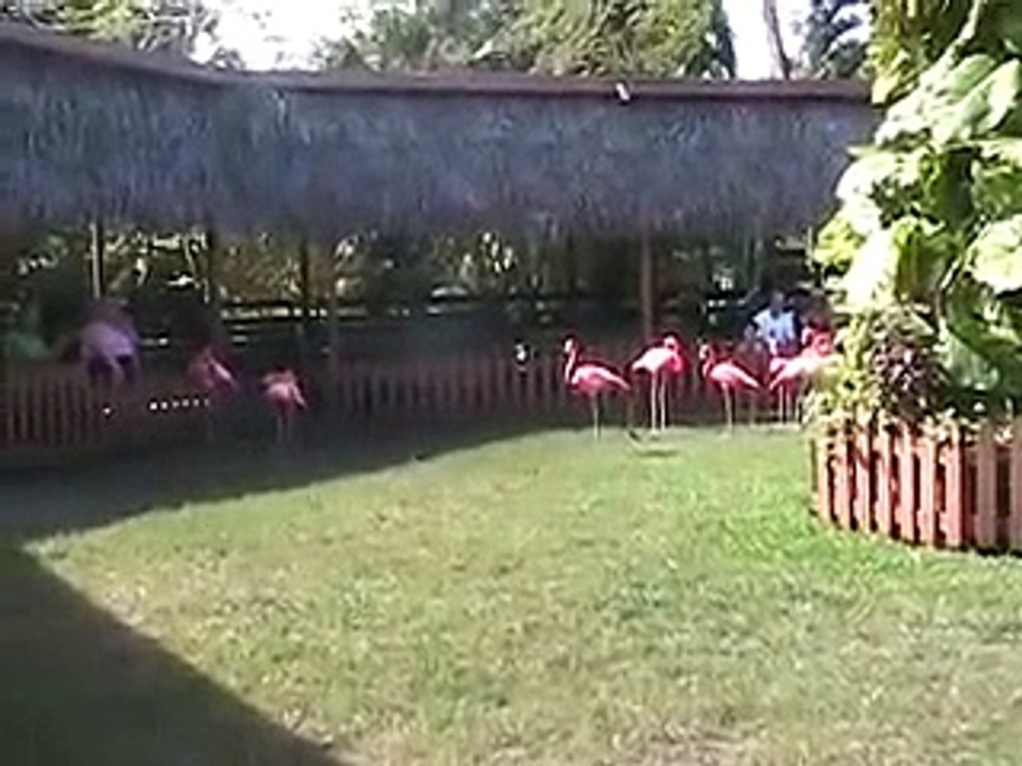 Marching Flamingos