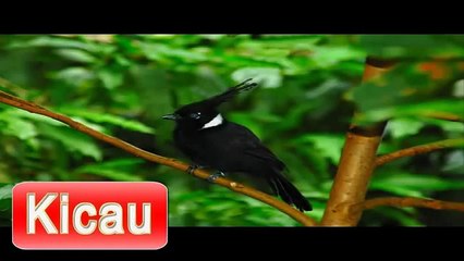Suara Burung Cililin Mp3 | Masteran Cililin Durasi Panjang | Cililin Juara Gacor