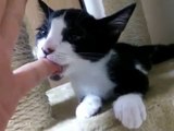 従順なとこがかわいすぎ！！飼い主さんの指を加えるかわいい子猫動画✩