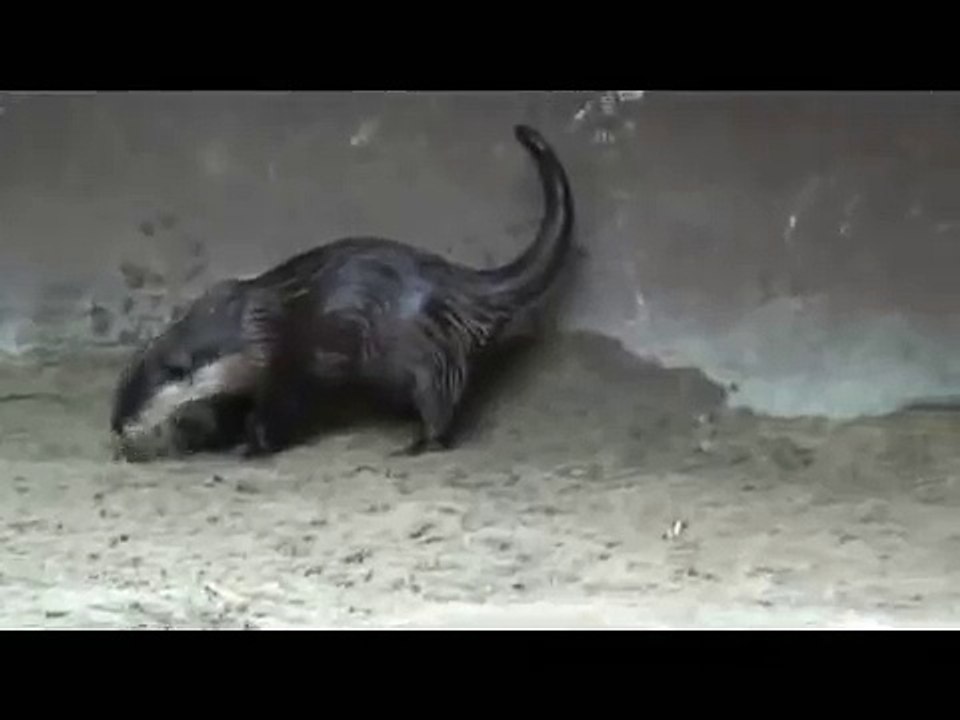 The Happy Otter Dump Dance