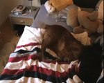 Crazy Dog English Cocker Spaniel - Verrückter Hund Cocker Spaniel