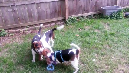 Olive the beagle - available for adoption