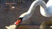 Swans are only more beautiful geese, but I love swans ! Schwäne sind auch nur schönere Gänse ♥