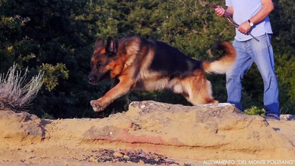 German Shepherds Slow-Motion [Porto & Puma] HD