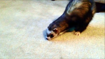 Just for Fun: Joey back that thing up