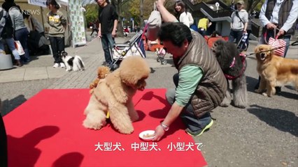【ワンちゃん大集合！】犬の早食い王選手権が白熱しすぎてヤバい！