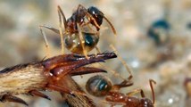 War of the Crazy Ants | ScienceTake | The New York Times