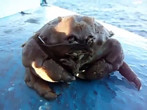 Alien, Captured, Alive of the coast