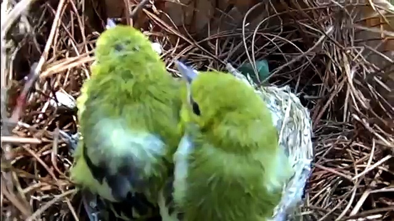 Burung sirtu