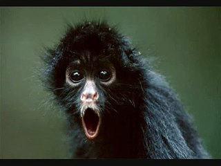 Opie & Anthony: Faces of Death