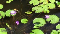 The Frog & The Lotus Pond - Relax With Nature & Music