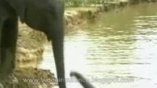 ElephantInsurance