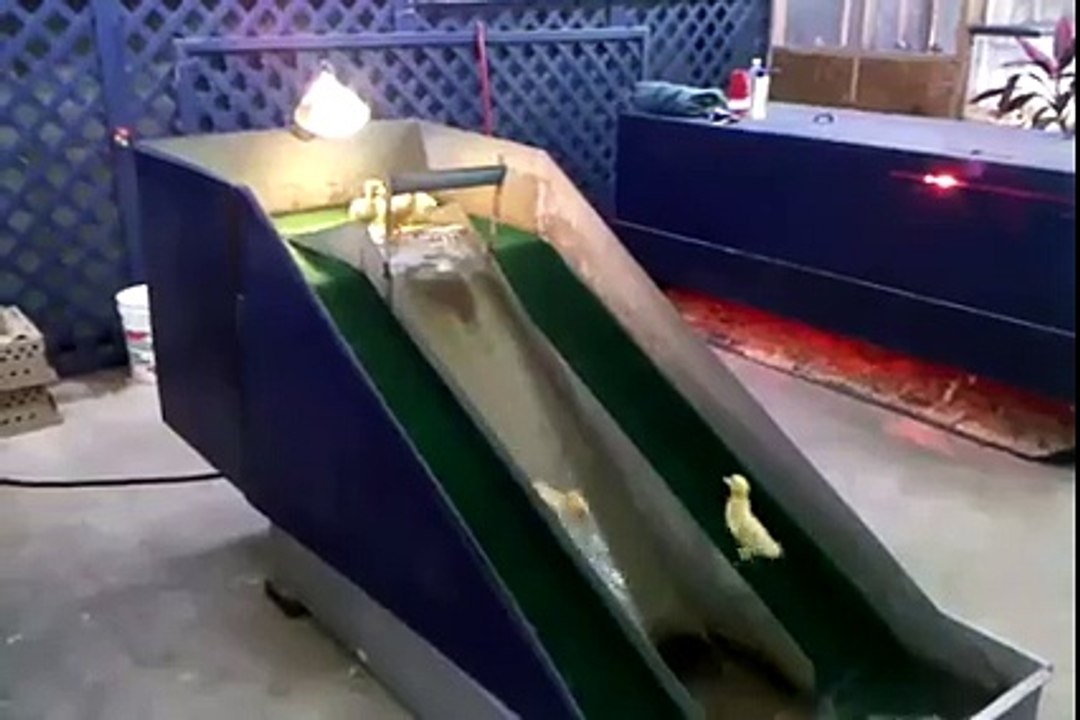 Ce que font ces Poussins est Vraiment Bluffant