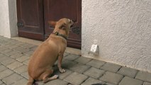 Kooka, le chien, sonne pour qu'on lui ouvre la porte