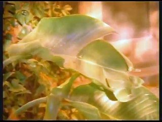 UN MUNDO DIFERENTE ,,RABITO