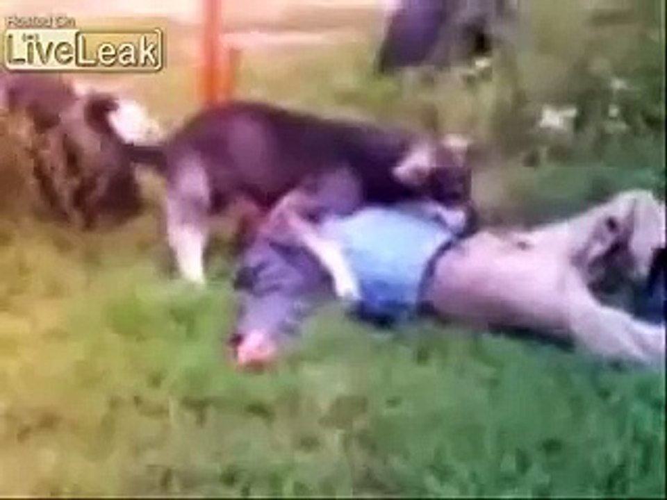 perro vs borracho