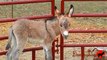 August Sunshine Wild Burro Rescue at 1 Day Old from Reche Canyon