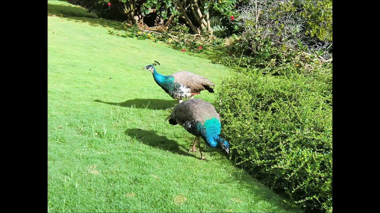 Enjoy Dominican Republic @ Viva Wyndham Dominicus Palace & Beach