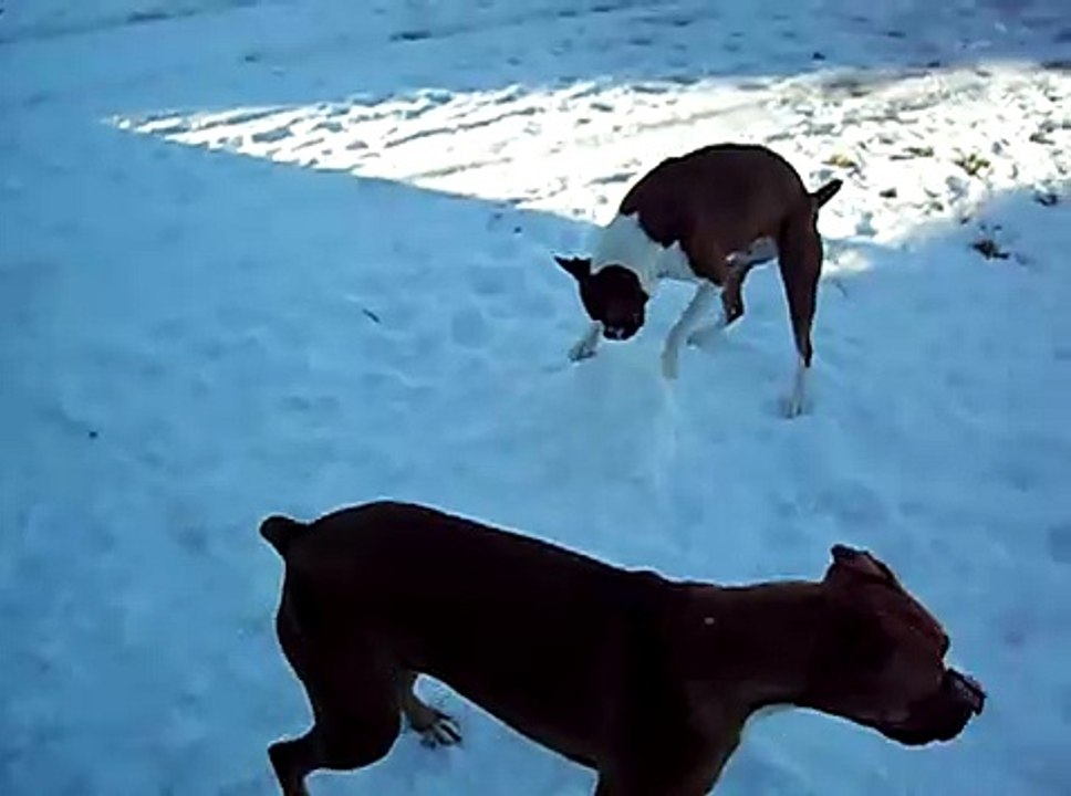 Boxer Attacks Snowman