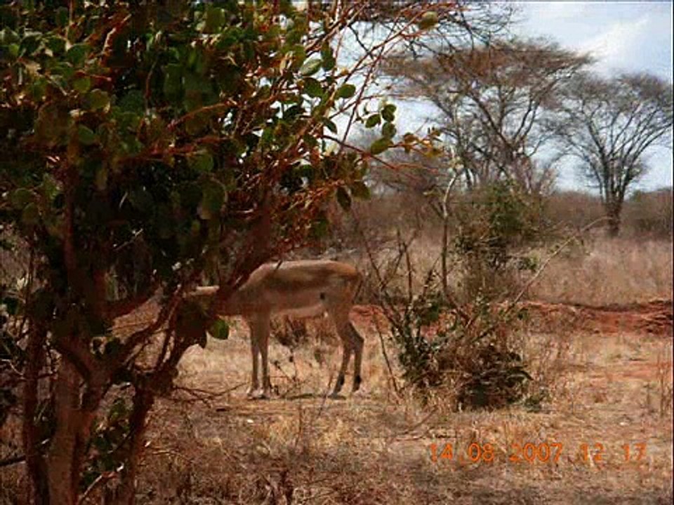 Safari Kenya Jambo, hakuna matata