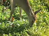 Will BIG Bucks visit Hunting Plots?
