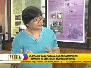 CA stops study on genetically modified eggplant