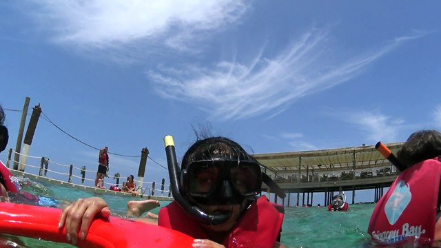 Nager avec les requins! Punta Cana 2015