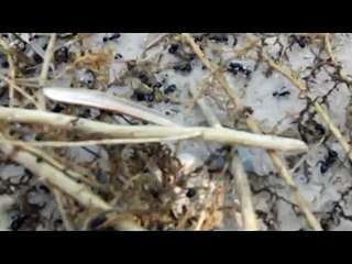 La Gran Guerra de las Hormigas