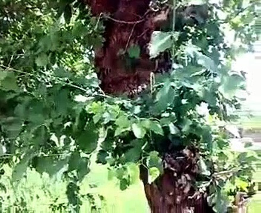 AMAZING TREE IN WATER