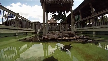 Hungry Alligator Eats GoPro Camera (Original Video)