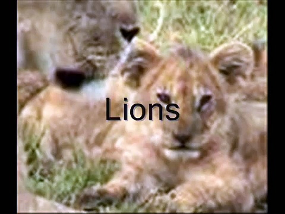 Lions