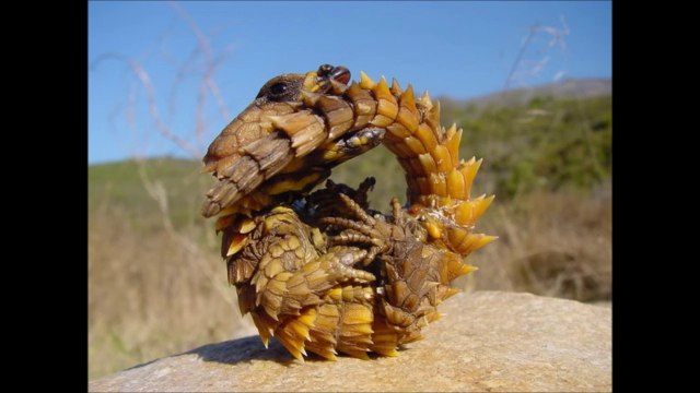 Weird animals you've probably never seen! Amazing photo compilation