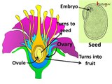 Science - Plants- Sexual Reproduction - Pollination, fertilization - English