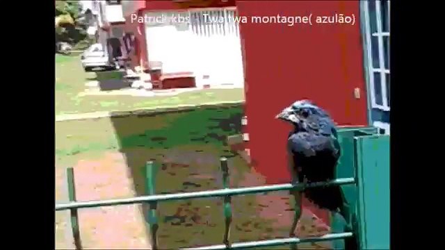 Patrick kbs -Twa twa montagne de compagnie azulão Pássaros de companhia