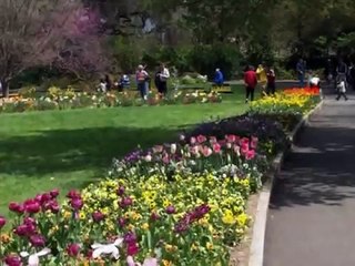 DESDE MI VENTANA  Hernaldo Zuñiga