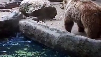 Suda çırpınan kargaya ayıcık kayıtsız kalamıyor ve sudan çıkarıp dışarı bırakıyor... :)
Çok hoş değil mi?