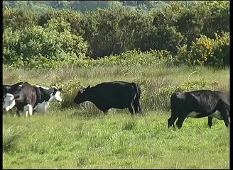 Respect Farm Animals & Wildlife