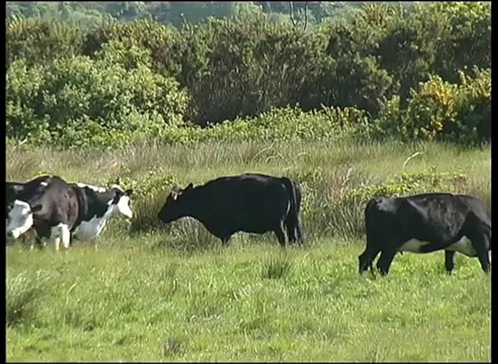 Respect Farm Animals & Wildlife