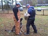 Schutzhund training obedience & protection Tracy Betenbaugh's New dog