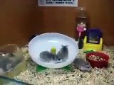 Crazy hamsters stuck on a spinning wheel!