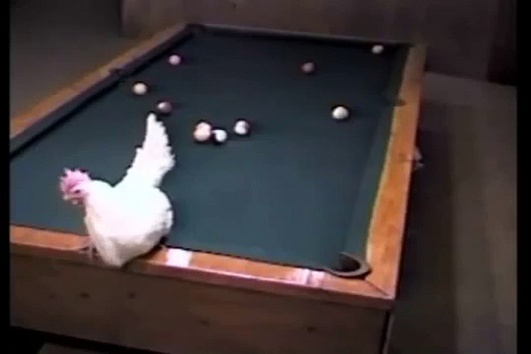 Hen plays pool!