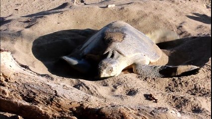 Grüne Meeresschildkröte bei der Eiablage - Oviposition of Green Sea-Turtle